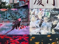 -溪岸路花鸟市场