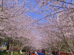-高东镇樱花园