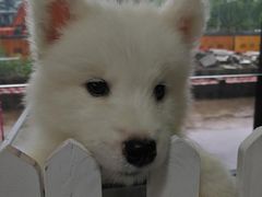 -佳百利宠物(荣乐中路115弄小区店)