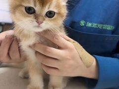 -瑞派康怡24h宠物医院·犬猫医疗中心·微创绝育(瑞景分院)
