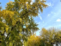 -三里屯东五街银杏大道