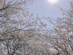 -武汉大学-樱园