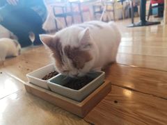 -Cappucimeow猫咪咖啡馆(韦伯时代店)