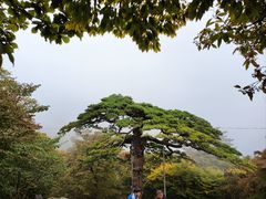 -黄山风景区