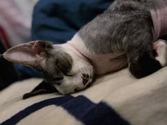 -瑞派康怡24h宠物医院·犬猫医疗中心·微创绝育(瑞景分院)