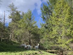 -硗碛藏寨·神木垒景区