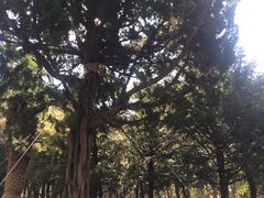 -汉拿树木园