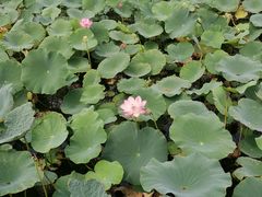 -天津东丽湖风景区