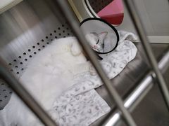 -艾贝尔宠物诊疗