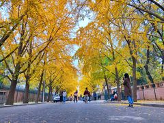 -三里屯东五街银杏大道