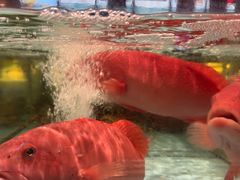 -阿伟海鲜楼·福建菜(延寿店)