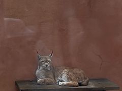 -青藏高原野生动物园