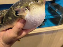 -天正河鲀·河豚亭(大连店)