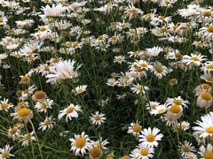 -江苏省苏州实验中学