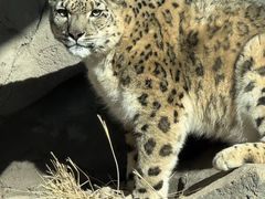 -青藏高原野生动物园