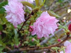 -溪岸路花鸟市场