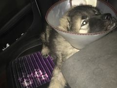 -佑安动物医院·全科·内窥镜中心(幸福巷店)