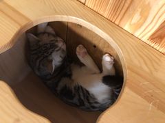 包房-喵匠猫主题咖啡(凯德和平广场店)