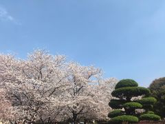 -武汉大学-樱园