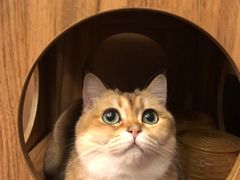 -MOCHA明星猫咖(田子坊店)