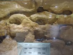 -上海昆虫博物馆