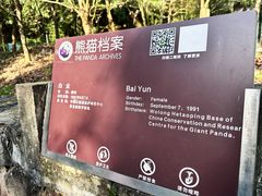 -都江堰中华大熊猫苑