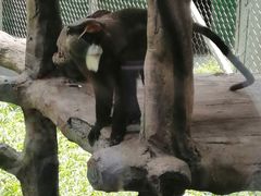 -深圳野生动物园