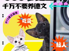-70cat德文卷毛猫·缅因猫纯种猫舍