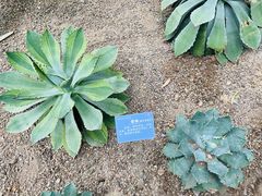 -南山植物园