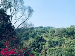 -深圳仙湖植物园