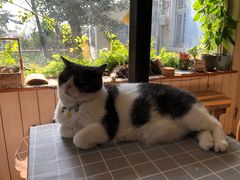 -海边的猫和咖啡馆