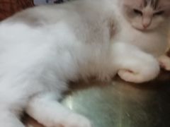 -more than meow吴止猫主题餐厅(承德 中船汇店)