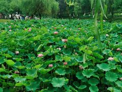 -沐仙湖湿地公园