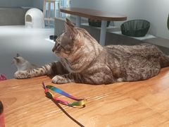 -Cappucimeow猫咪咖啡馆(韦伯时代店)