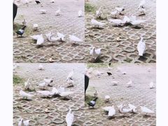 -上海野生动物园