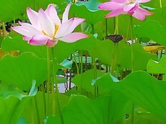 -后海公园