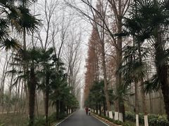 -合肥滨湖国家森林公园