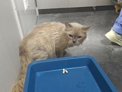 -东莞宠友24H宠物中心医院·转诊夜诊·异宠(新河北路院)