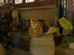 -Sirena海妖日咖夜酒