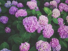 -上海滨江森林公园