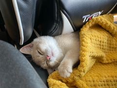 -东方名猫馆·英短金渐层布偶猫舍(环线广场1号楼店)