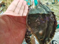 -蓝珊甄选海鲜自助·火锅大排档(近阿那亚店)
