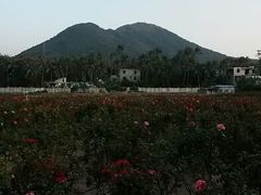android_upload_pic-亚龙湾国际玫瑰谷