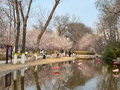 -桃花堤公园