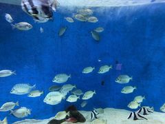 -合肥海洋世界
