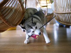 -Husky Go! 哈士奇体验馆·宠物咖啡厅狗咖