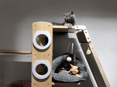 -Heymao猫咖.咖啡厅(东门店)