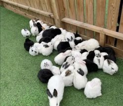 -萌宠亲子动物乐园(槐房万达店)