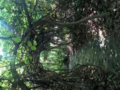 -广西壮族自治区药用植物园