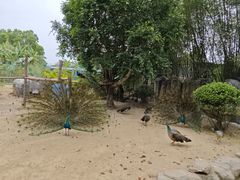 -东莞香市动物园